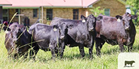 23 Angus Plus Bred Heifers... Southwest LA