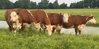 4 Reg. Hereford Cows... Northeast TX
