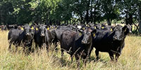 40 Angus & Black Baldy Cows... Southwest MO