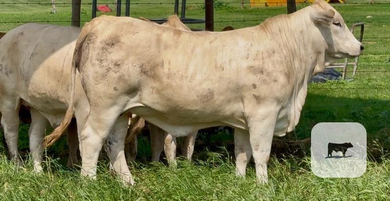 Cattle Range Listing Photo