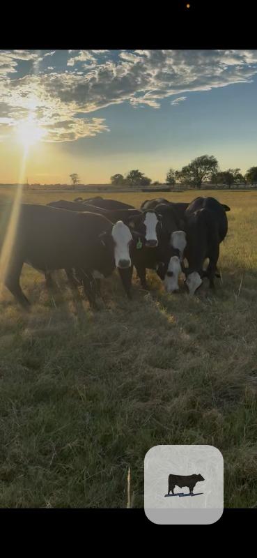 Cattle Range Listing Photo 3