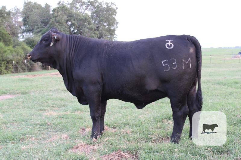 Cattle Range Listing Photo