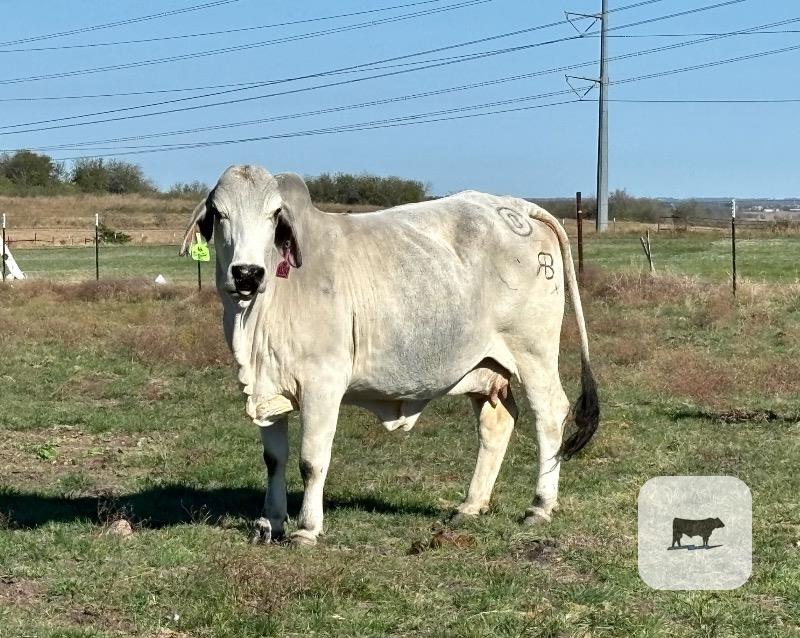 Cattle Range Listing Photo