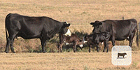 25 Angus & BWF Pairs... TX Panhandle