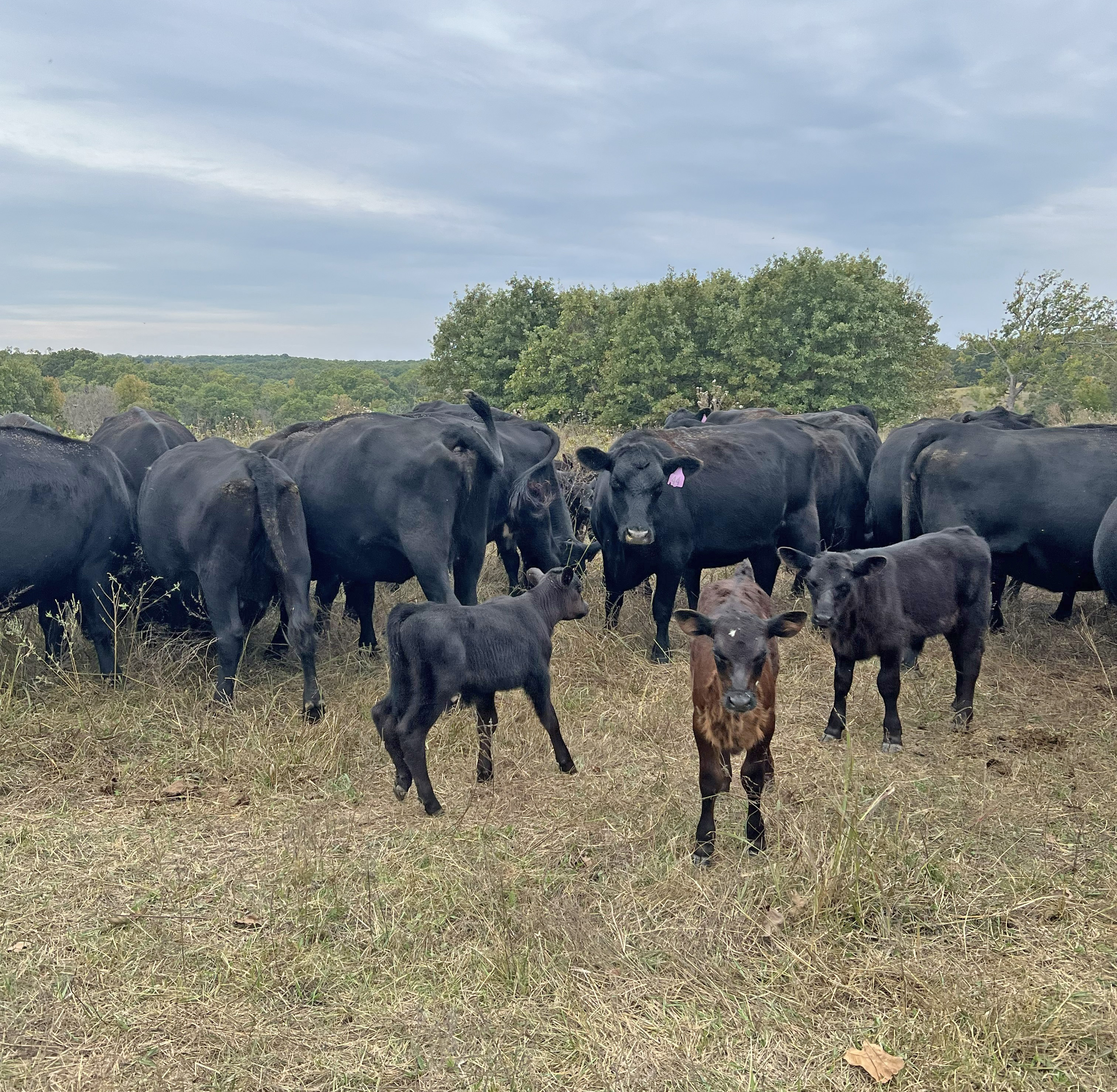 Cattle Range Listing Photo