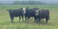 50 Angus & Angus Cross Rep. Heifers... Central OK