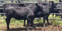2 Reg. Angus Rep. Heifers... Southeast TX