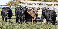 4 Angus Plus Bred Heifers... Northern FL