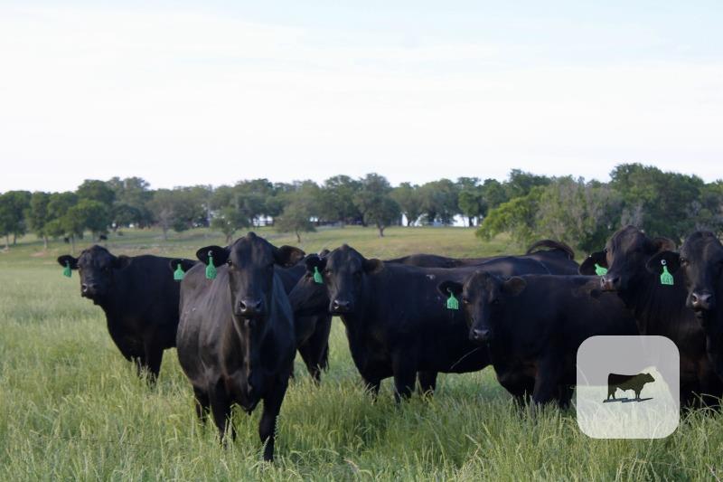 Cattle Range Listing Photo