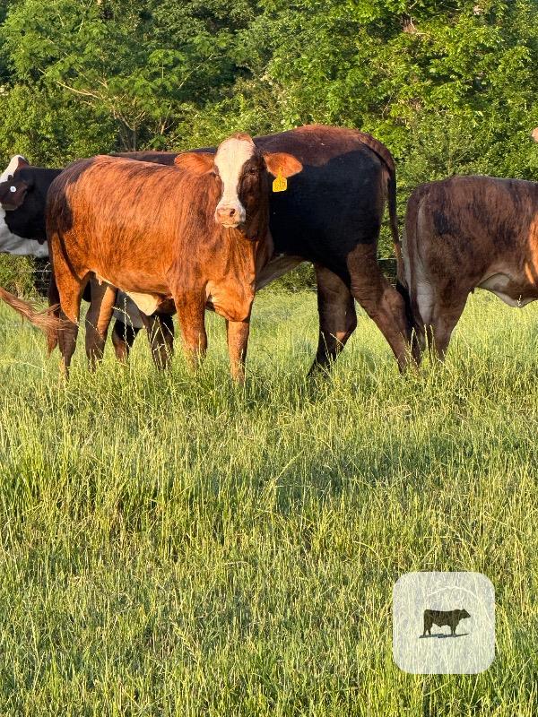 Cattle Range Listing Photo