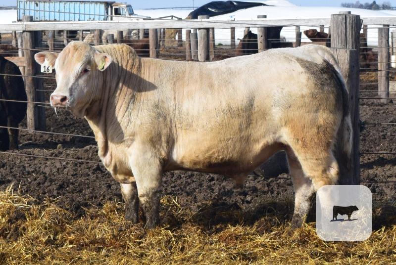 Cattle Range Listing Photo