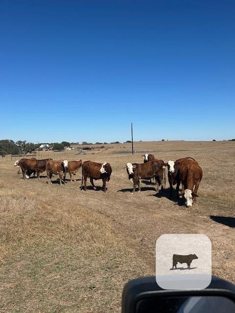 Cattle Range Listing Photo