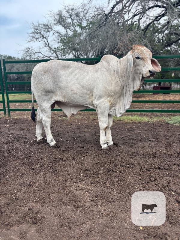 Cattle Range Listing Photo