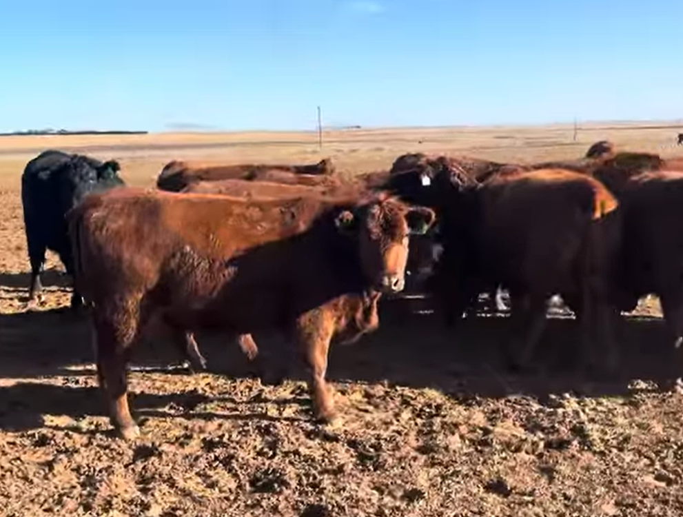 Cattle Range Listing Photo