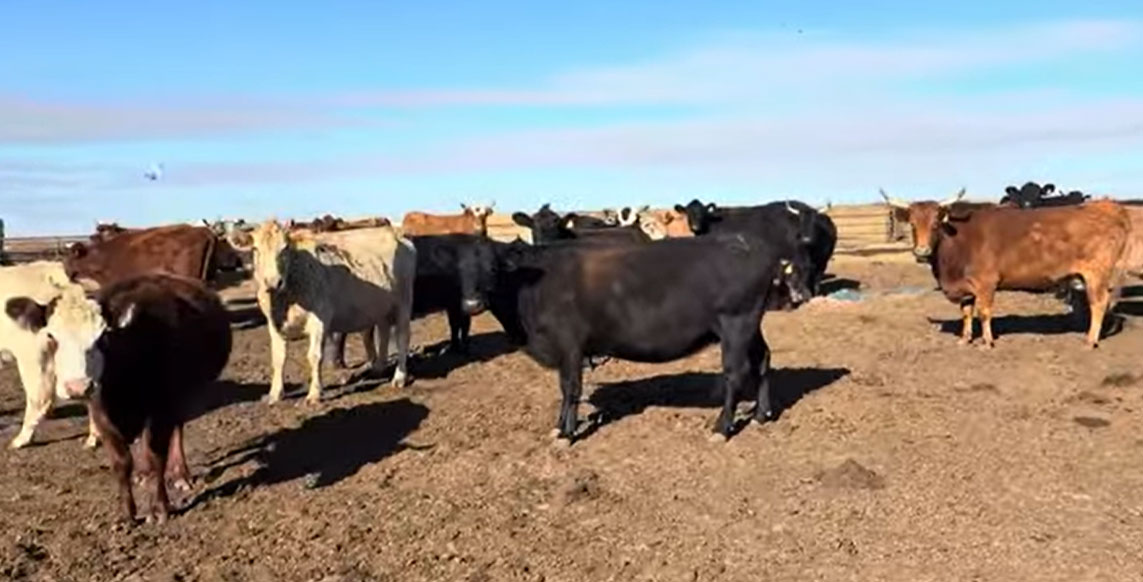 Cattle Range Listing Photo 3