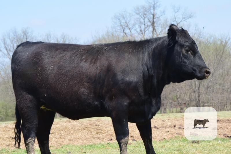 Cattle Range Listing Photo