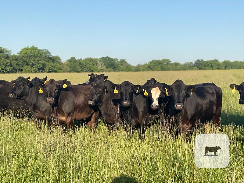 Cattle Range Listing Photo