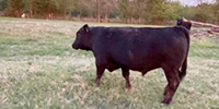 1 Reg. Angus Bull... Southeast OK
