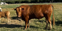 1 Reg. Red Wagyu Bull... Central CA
