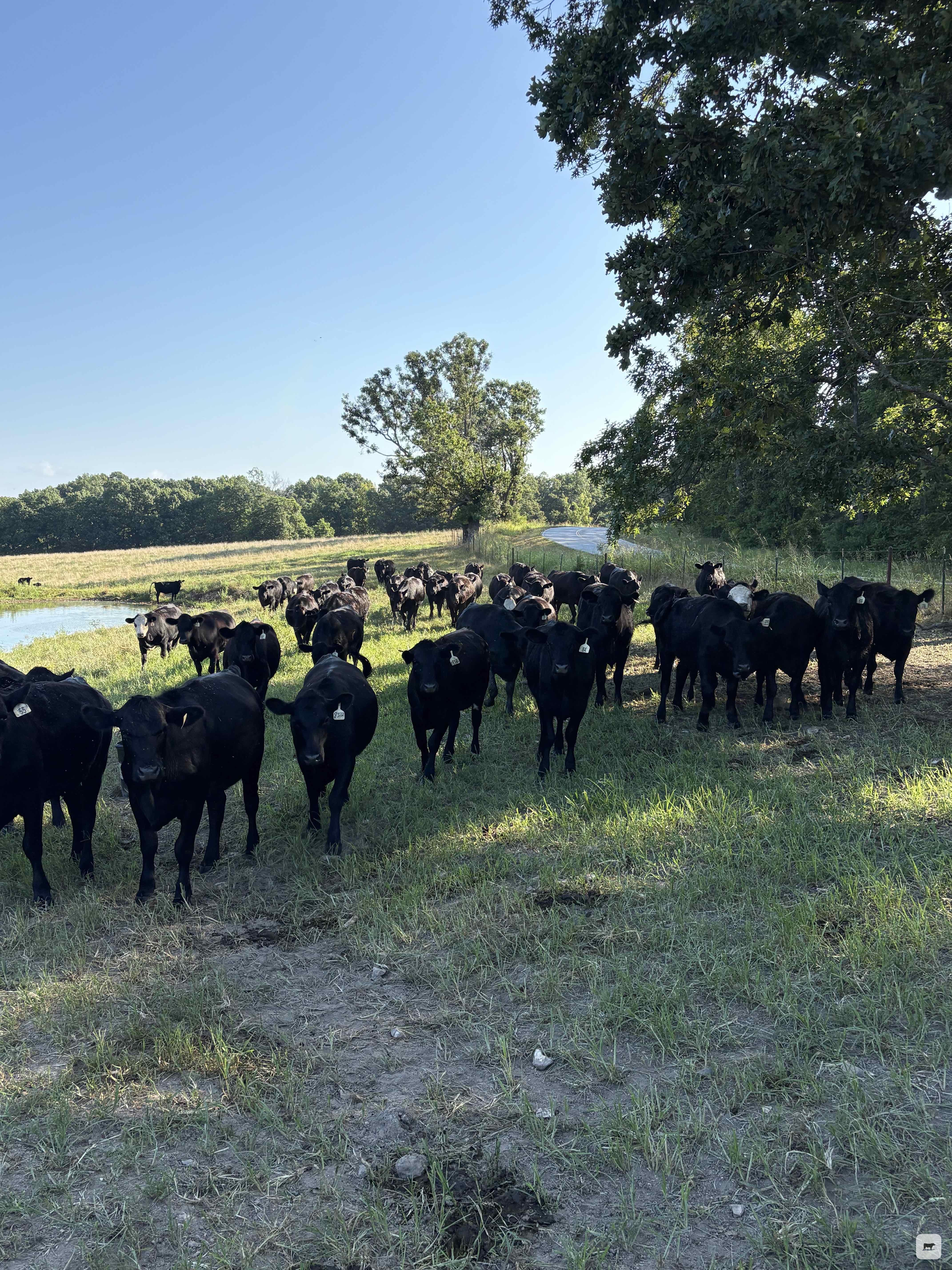 Cattle Range Listing Photo