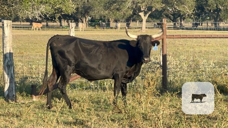 Cattle Range Listing Photo