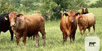 100 Beefmaster, Charolais Cross, Santa Gertrudis, Red Brangus & Crossbred Cows... Central TX