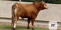 5 Reg. Akaushi Bulls for Sale or Lease... Central TX