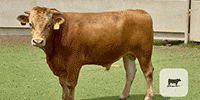 8 Reg. Akaushi Bulls for Sale or Lease... Central TX