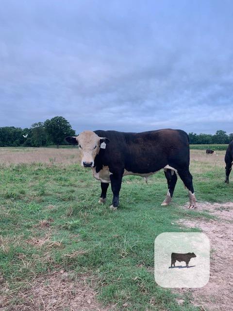 Cattle Range Listing Photo