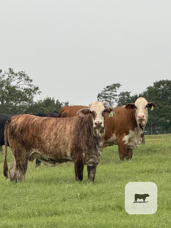 Cattle Range Listing Photo
