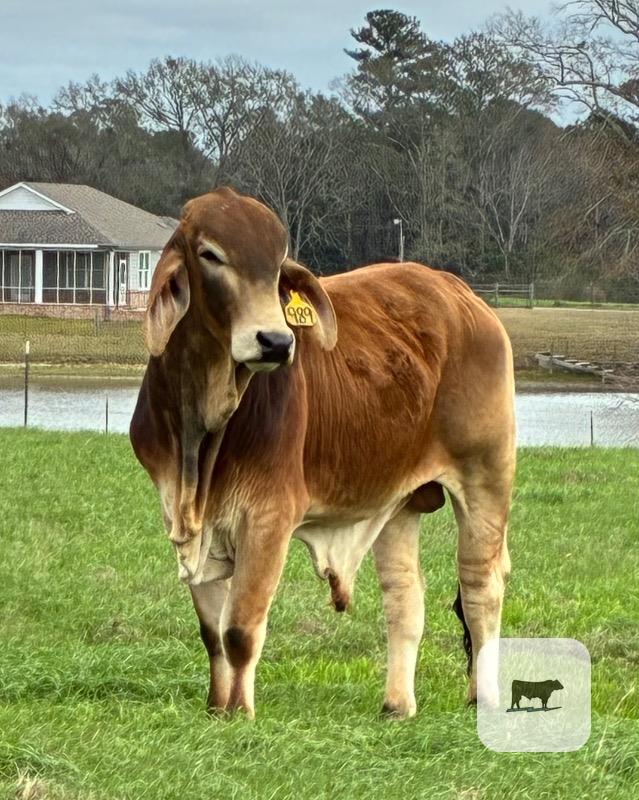 Cattle Range Listing Photo