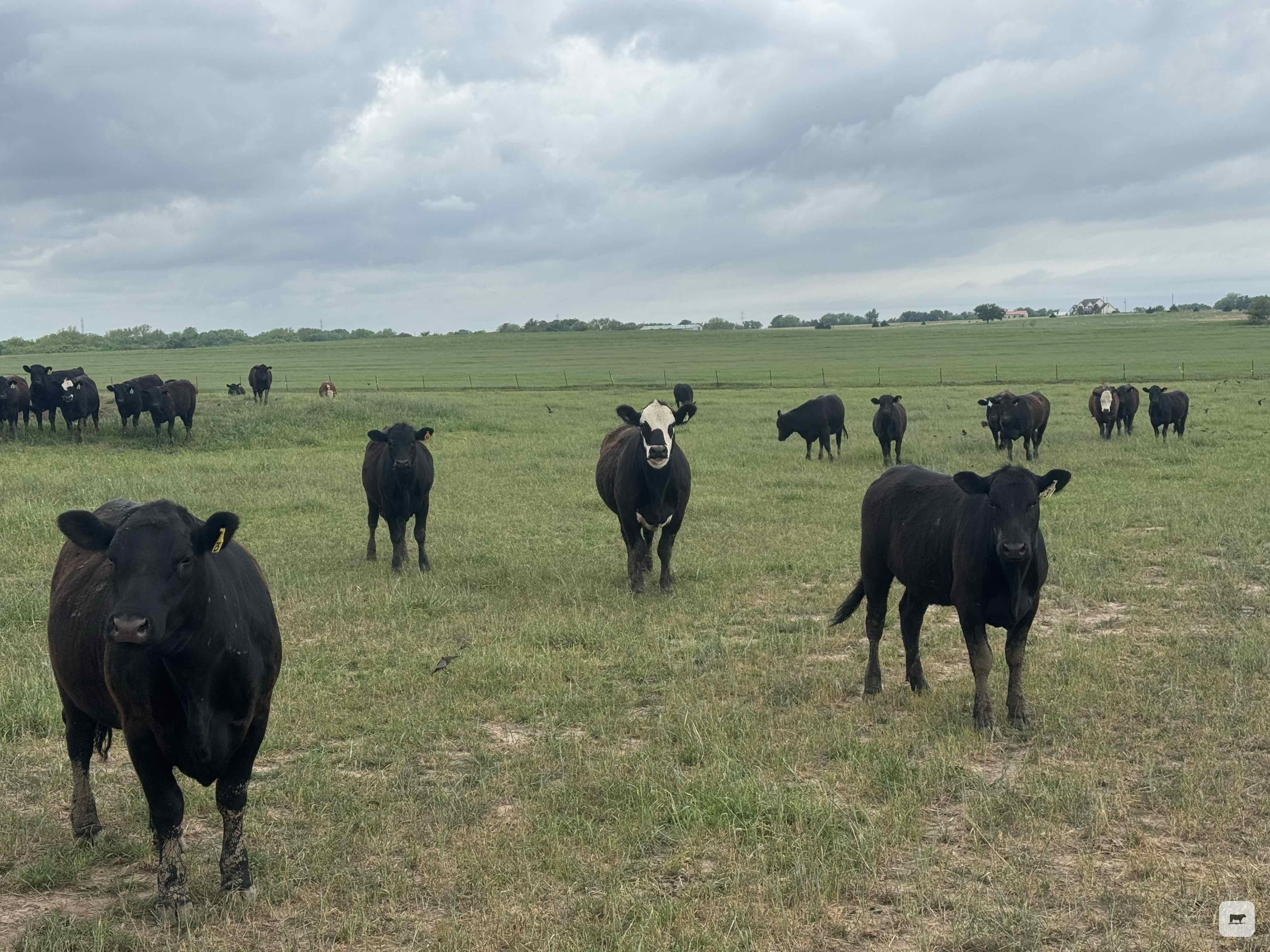 Cattle Range Listing Photo