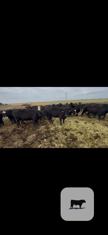 Cattle Range Listing Photo