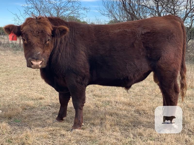 Cattle Range Listing Photo