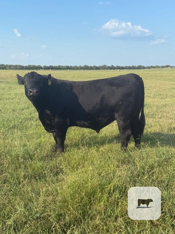 Cattle Range Listing Photo