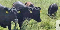 41 SimAngus Bred Heifers... Southwest MO ~ FD
