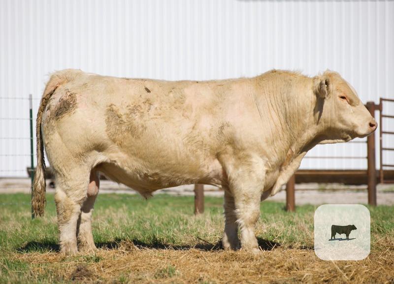 Cattle Range Listing Photo