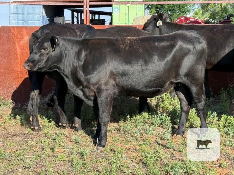 Cattle Range Listing Photo