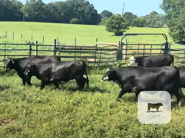Cattle Range Listing Photo