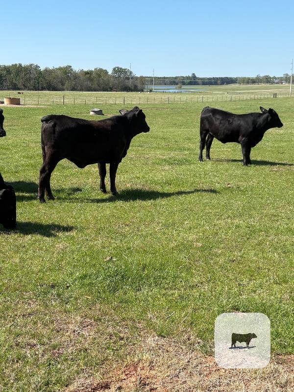 Cattle Range Listing Photo