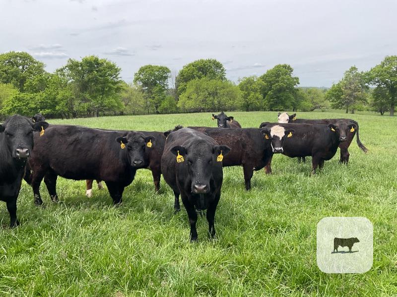 Cattle Range Listing Photo