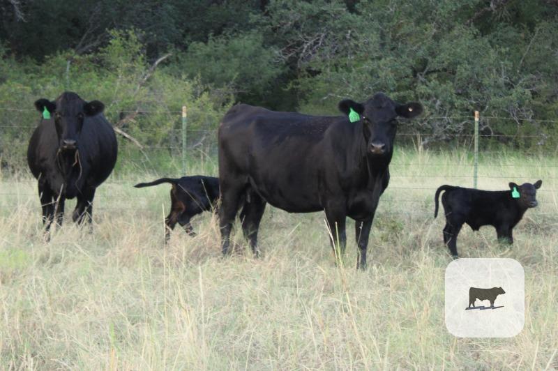 Cattle Range Listing Photo