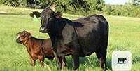 9 Angus Plus 1st-Calf Pairs... Central TX