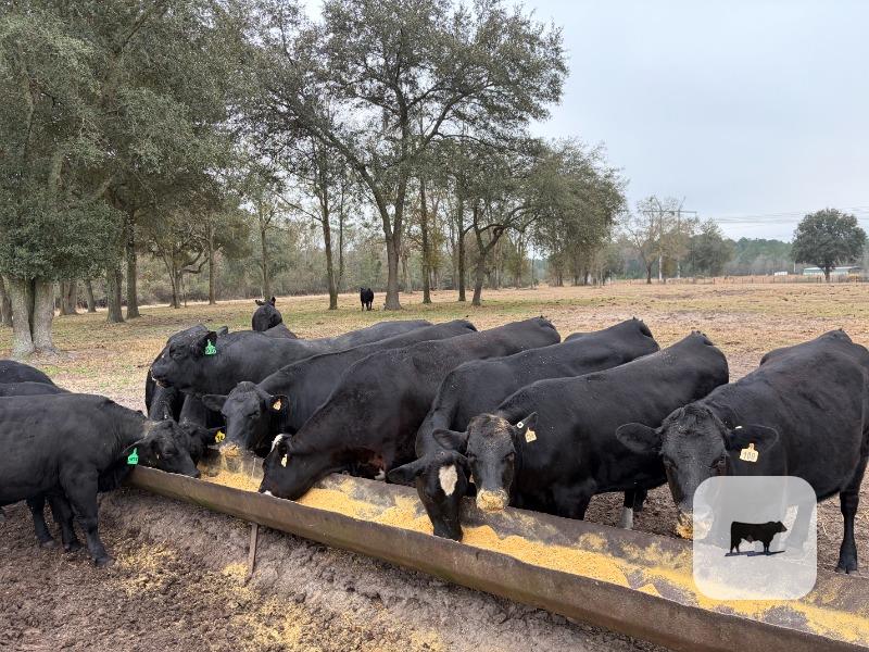 Cattle Range Listing Photo