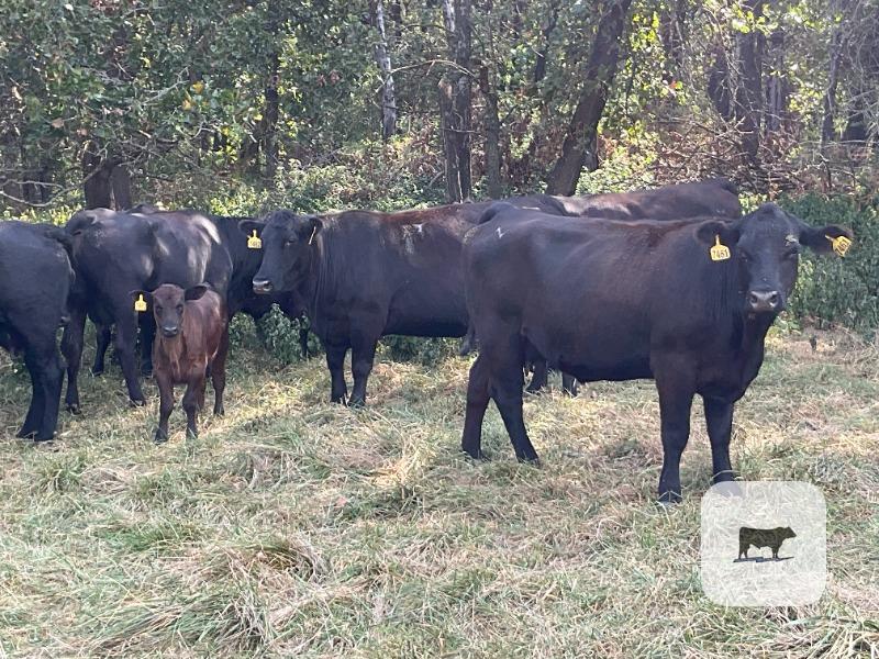 Cattle Range Listing Photo