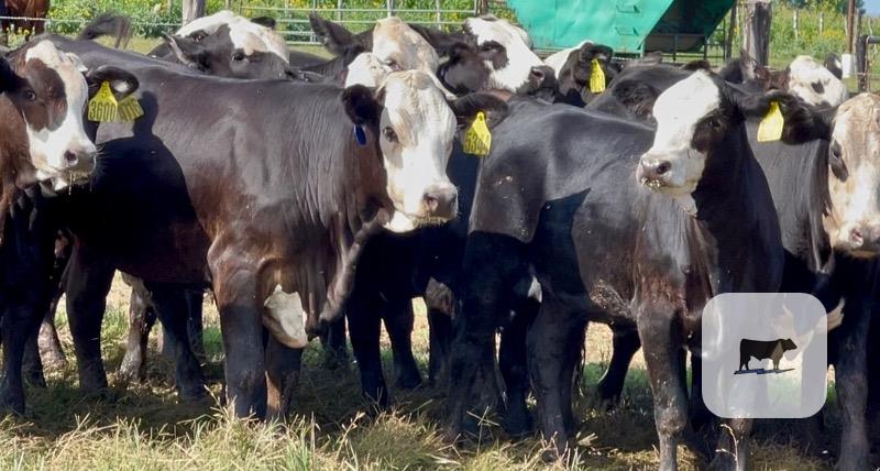 Cattle Range Listing Photo
