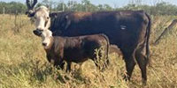 15 Angus & BWF Pairs... Central TX