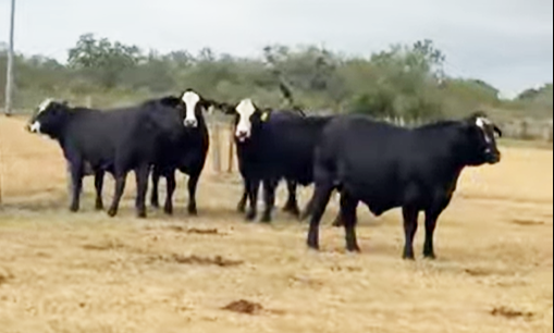 Cattle Range Listing Photo