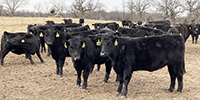 60 Angus & BWF Bred Heifers... Southwest MO
