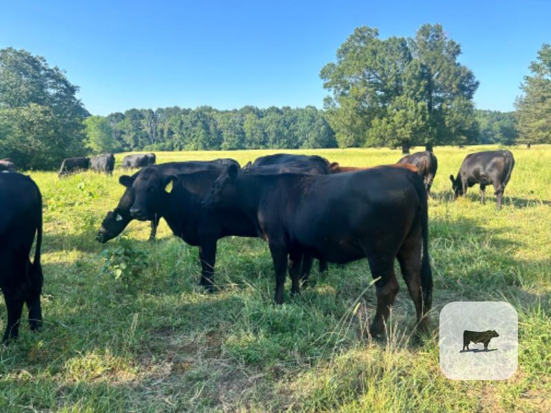 Cattle Range Listing Photo